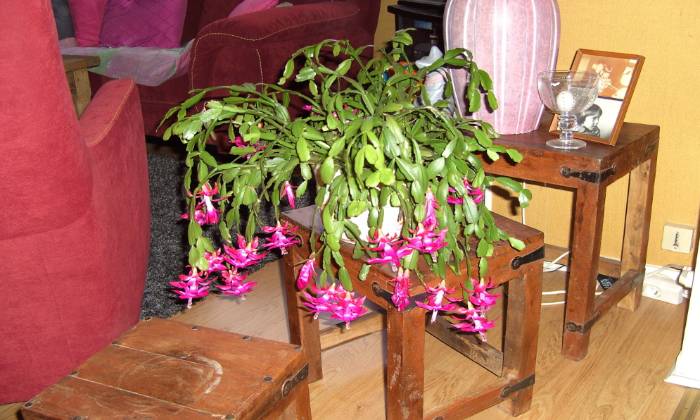 Puzzle zygocactus