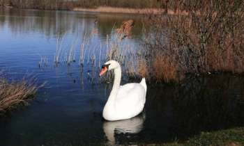 Puzzle 9676 - cygne