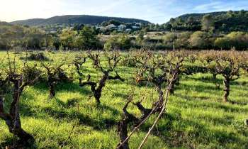 Puzzle 9239 - Vignobles