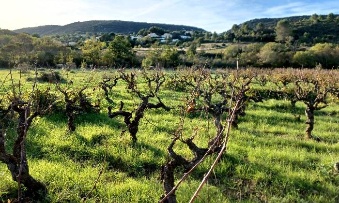 Puzzle Vignobles