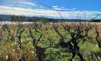 Puzzle Vignes en automne