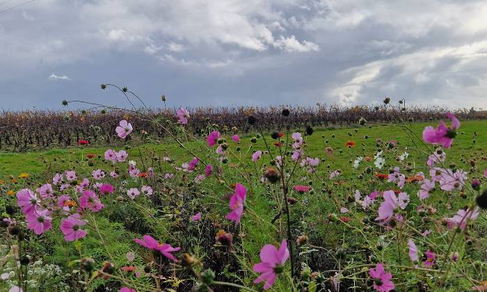 Puzzle fleurs des champs