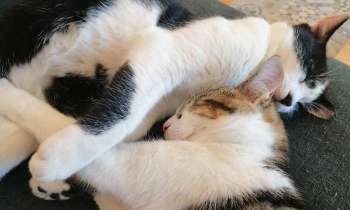 Puzzle 8875 - Tic et Tac gros calin