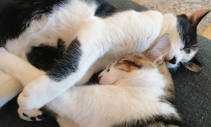 Puzzle Tic et Tac gros calin