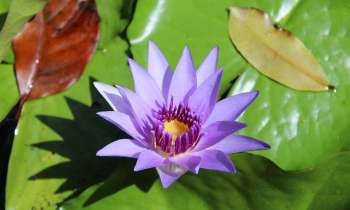 Puzzle 7770 - Nénuphar