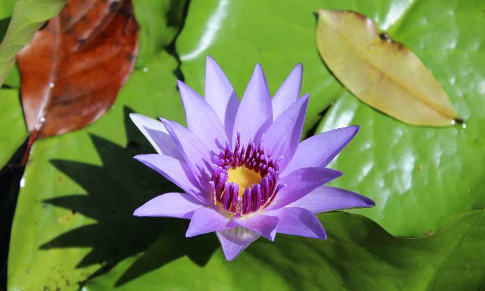 Puzzle Nénuphar