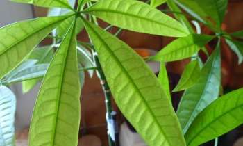 Puzzle 9506 - Plante