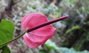Puzzle 8656 - ARUM