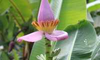 Puzzle Fleur de bananier