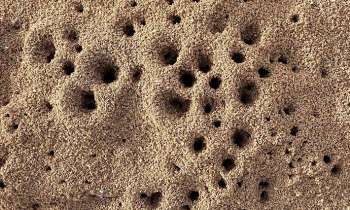 Puzzle 7303 - Fourmilière