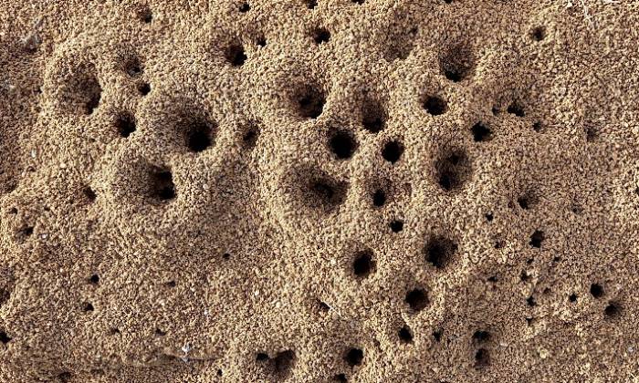Puzzle Fourmilière