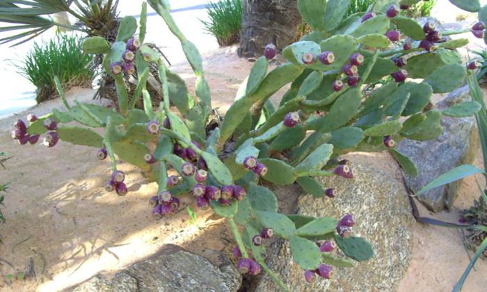 Puzzle figuier de Barbarie - Paysages & Fleurs - Absolu Puzzle