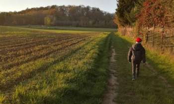 Puzzle 9041 - promenade en campagne