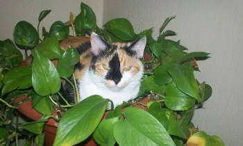 Puzzle 7275 - Belle plante