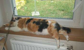 Puzzle 9143 - Bien au chaud