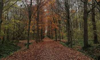Puzzle 9175 - Chemin forestier en automne