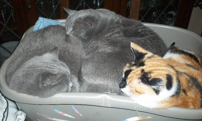 Puzzle Bien au chaud
