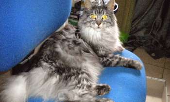 Puzzle 9695 - la princesse attentive