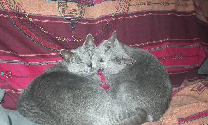 Puzzle Lavage d'Amour