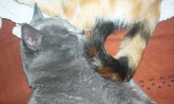 Puzzle 10934 - On peut dormir