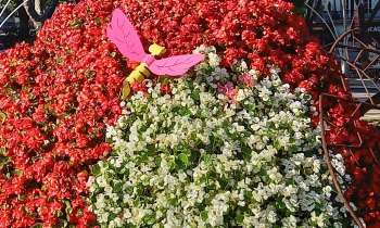 Puzzle 8730 - Fleurs