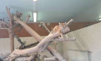 Puzzle 9994 - Chat exotique bien au chaud