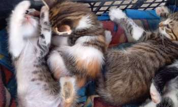 Puzzle 7332 - Chats
