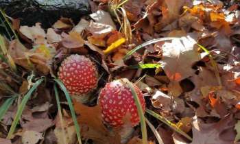 Puzzle 10138 - deux champignons rouges
