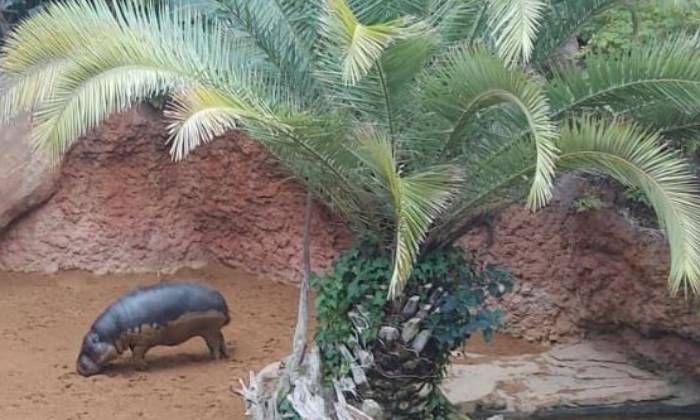 Puzzle Un hippopotame nain