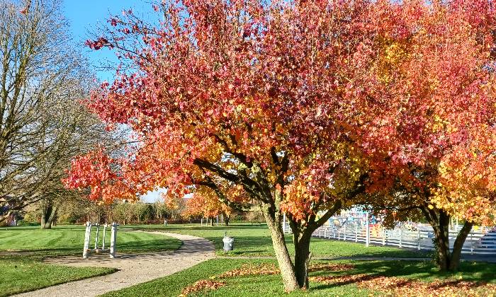 Puzzle parc