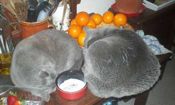 Puzzle 13737 - Beau duo de chartreux
