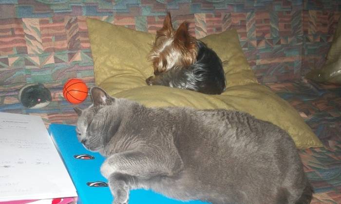 Puzzle En plein boulot