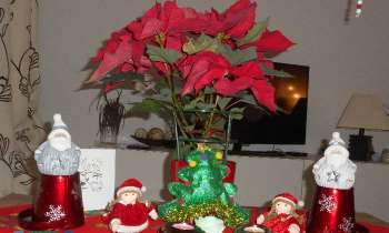 Puzzle 7340 - Rose de Noël ou Poinsettia
