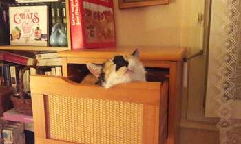 Puzzle 8383 - Tiroir de chat