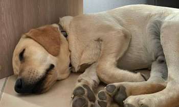 Puzzle 9119 - Chien