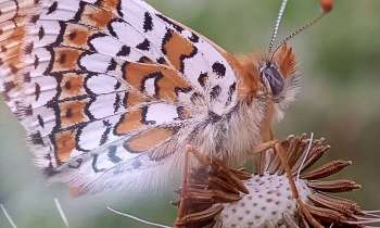 Puzzle 8843 - Papillon