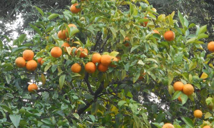 Puzzle Orangers jardins de Tivoli - Paysages & Fleurs - Absolu Puzzle