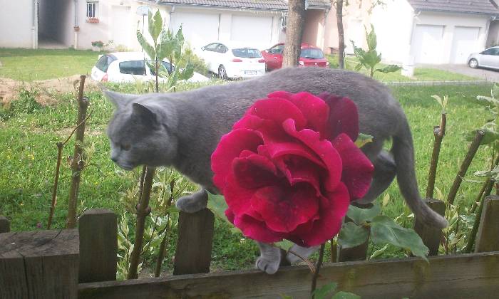 Puzzle Qui est la plus belle