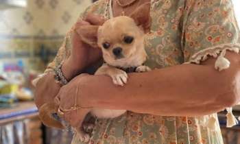 Puzzle 10586 - Chihuahua