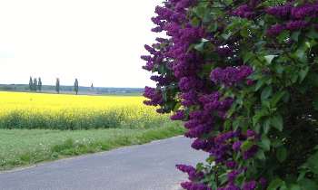 11723 | lilas sur fond de colza - 
