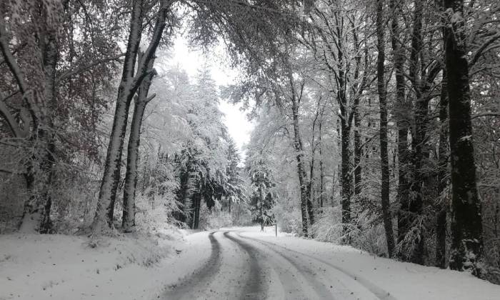 Puzzle Neige de noël en forêt