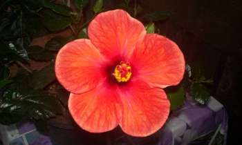 Puzzle 9978 - belle fleur d'automne