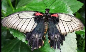 Puzzle 8702 - papillon