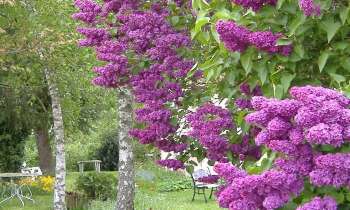 11706 | lilas - 