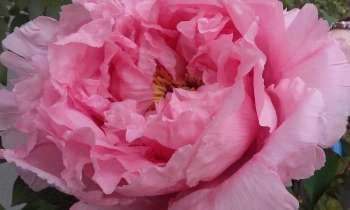 Puzzle 7463 - pivoine
