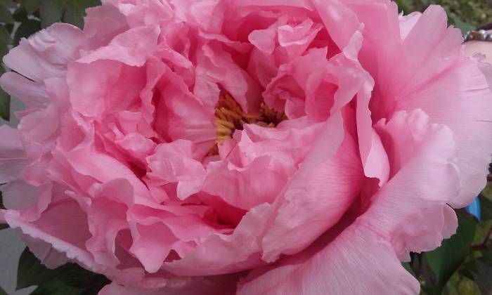 Puzzle pivoine