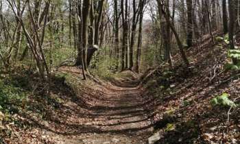 Puzzle 8211 - chemin forestier