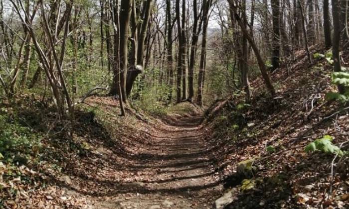 Puzzle chemin forestier