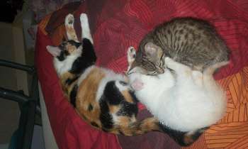 Puzzle 8246 - Sieste de chats