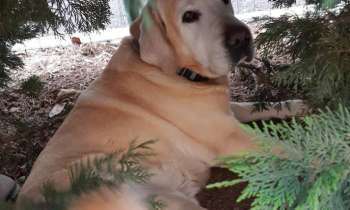 Puzzle 9072 - Chien